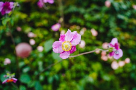 Photo for A closeup shot of pink windflowers - Royalty Free Image