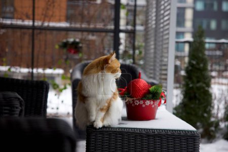 Téléchargez les photos : Gros plan d'un chat blanc et roux assis sur une table d'un café près d'une décoration de Noël - en image libre de droit