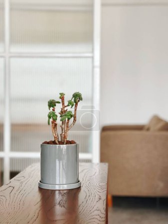 Téléchargez les photos : Vue rapprochée verticale d'une nouvelle plante de Jade dans un pot gris - en image libre de droit
