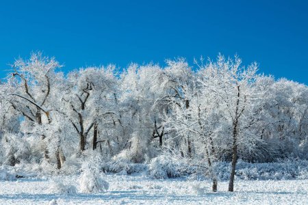Téléchargez les photos : Un paysage hivernal d'un champ enneigé à la lumière du jour avec de beaux arbres gelés - en image libre de droit