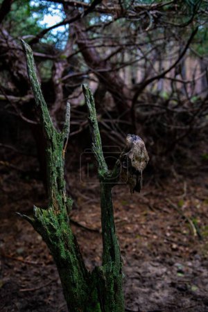 Foto de Un disparo vertical de un cráneo de animal colgando de una rama de árbol en el bosque - Imagen libre de derechos
