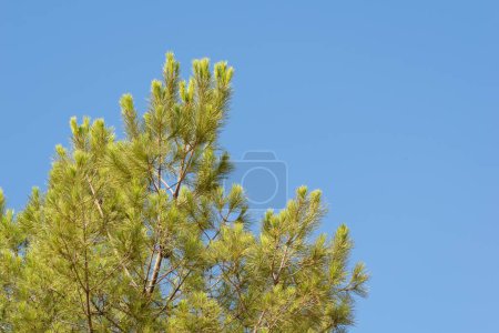 Foto de Un tiro de bajo ángulo de un pino contra un cielo azul - Imagen libre de derechos