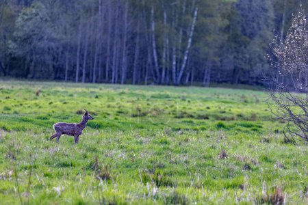 Foto de Un ciervo majestuoso caminando en un campo siempreverde en un bosque durante el día - Imagen libre de derechos