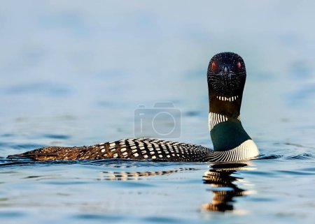 Photo for A closeup of a loon (Gavia) on the water surface against blurred background - Royalty Free Image