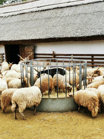Téléchargez les photos : Un beau plan de chèvres dans une ferme - en image libre de droit
