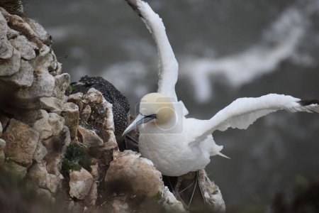 Photo for A northern gannet bird perching on rock - Royalty Free Image
