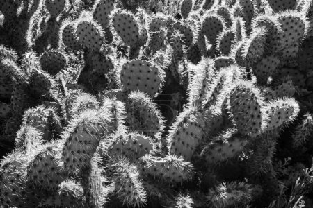 Foto de Una escala de grises de cactus bajo la luz del sol en un caluroso día de verano - Imagen libre de derechos