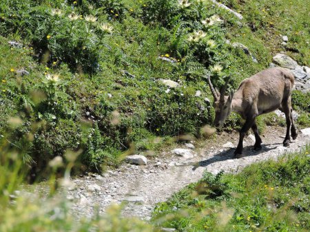 Foto de Bouquetin salvaje francés en los Alpes de Franch durante el verano - Imagen libre de derechos
