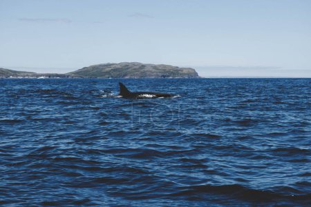 Téléchargez les photos : Vue panoramique d'un groupe de baleines Orques nageant sur la côte de Terre-Neuve, Canada - en image libre de droit