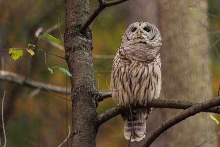 Photo for A closeup of a barred owl (Strix varia) perched on a tree branch - Royalty Free Image