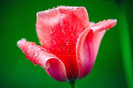 Téléchargez les photos : Jolie tulipe avec rosée matinale dessus - en image libre de droit