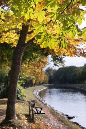 Foto de Un disparo vertical de un castaño de otoño cerca del río durante el día - Imagen libre de derechos