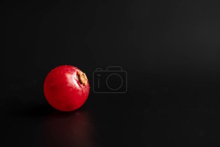 Foto de Un primer plano de grosella roja, Ribes rubrum aislado sobre el fondo negro. - Imagen libre de derechos