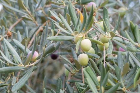 Photo for A selective focus shot of Olive fruits on a tree - Royalty Free Image
