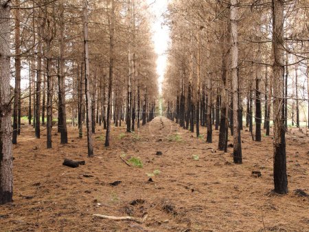 Téléchargez les photos : Une forêt avec des arbres sans feuilles, des troncs noirs et sucrés situés dans une zone après les feux de brousse - en image libre de droit