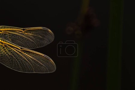 Foto de Un primer plano de las alas de una libélula sobre el fondo oscuro. - Imagen libre de derechos