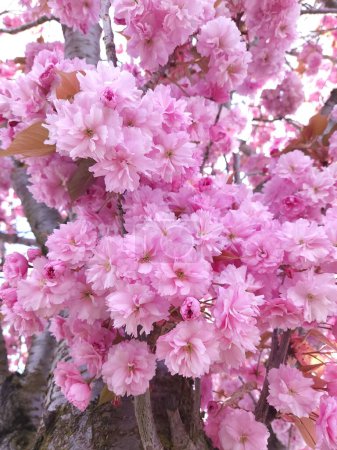 Foto de Un primer plano de flor de cerezo en un bosque durante el día - Imagen libre de derechos