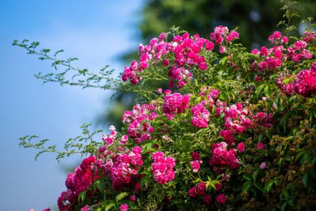 Foto de Un primer plano de rosas damasco floreciendo en el jardín - Imagen libre de derechos