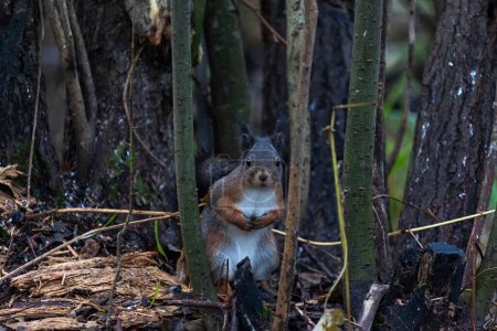 Téléchargez les photos : Un gros plan d'un adorable écureuil dans la forêt - en image libre de droit