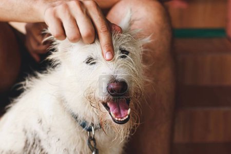 Foto de Un feliz sonriente terrier mascota perro consiguiendo arañazos de propietario - Imagen libre de derechos