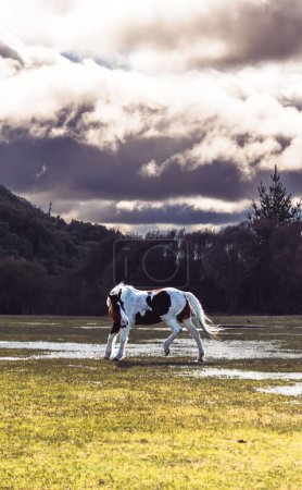 Foto de Una vertical de un hermoso caballo en un campo con árboles durante el amanecer - Imagen libre de derechos