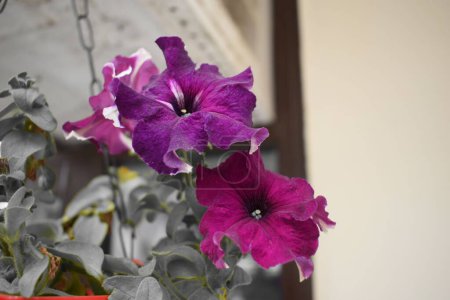 Téléchargez les photos : Une mise au point sélective de pétunias violets - en image libre de droit