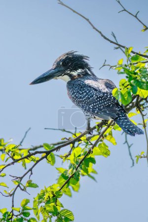 Photo for A vertical shot of a giant kingfisher during the day in South Africa - Royalty Free Image