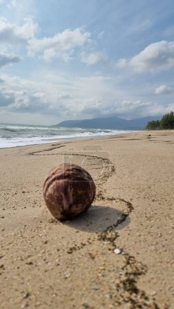 Téléchargez les photos : Un coup vertical de noix en coquille à la plage de sable - en image libre de droit