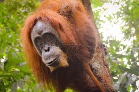 Foto de Vista de bajo ángulo de una hembra adulta sumatran orangután o Pongo abelii aferrándose a un tronco de árbol en el Parque Nacional Mount Leuser Bukit Lawang, Indonesia - Imagen libre de derechos