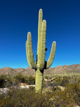 Photo for A huge prickly cactus growing in Saguaros national park in Arizona - Royalty Free Image