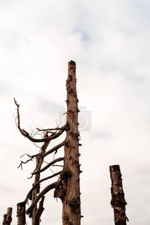 Téléchargez les photos : Plan vertical d'un tronc d'arbre droit sous les nuages par une froide journée d'hiver - en image libre de droit