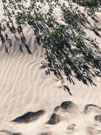 Foto de Una vista aérea de un desierto con cactus - Imagen libre de derechos