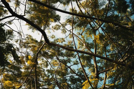 Téléchargez les photos : Gros plan de feuilles et de brindilles vertes, face au ciel - en image libre de droit