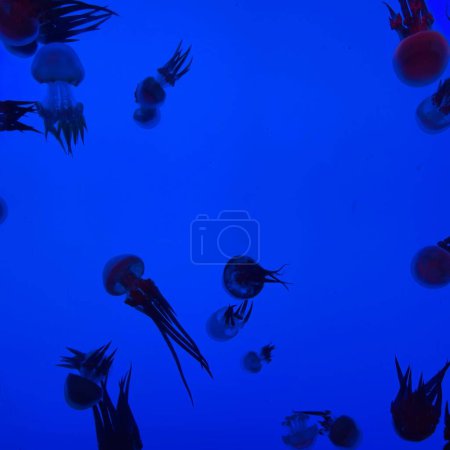 Foto de Un primer plano de un montón de medusas en un acuario claro - Imagen libre de derechos