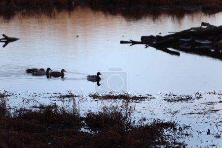 Téléchargez les photos : Une silhouette d'un troupeau de canards nageant sur un étang - en image libre de droit