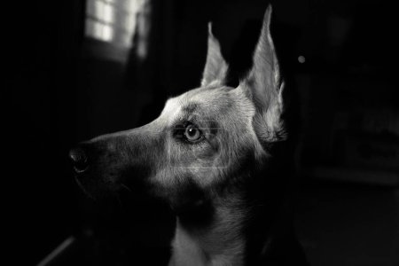 Téléchargez les photos : Un gros plan de tête de chien en fond noir - en image libre de droit