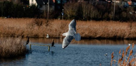 A common gull (Larus canus) flying over the Radipole Lake, United Kingdom