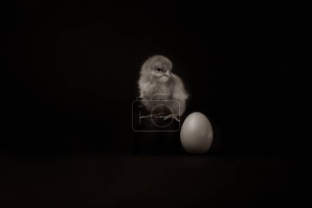 Foto de Una gallina bebé cerca de un huevo sobre un fondo negro. - Imagen libre de derechos