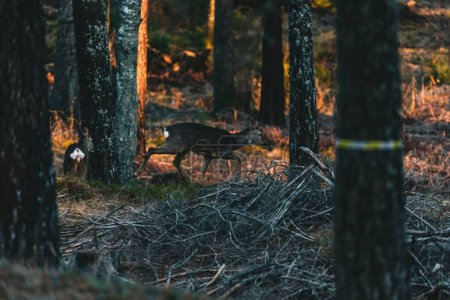 Téléchargez les photos : Une vue du cerf apparaissant derrière des troncs marchant dans la forêt suédoise - en image libre de droit