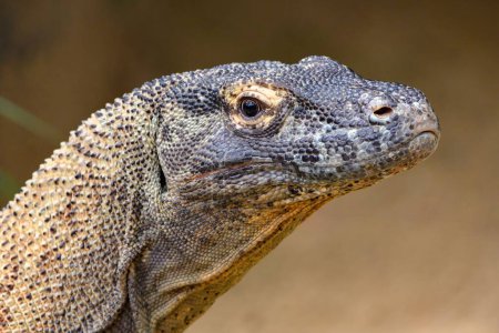 Foto de Retrato de dragón de Komodo bajo el sol de verano en un zoológico en Sydney, Australia. - Imagen libre de derechos