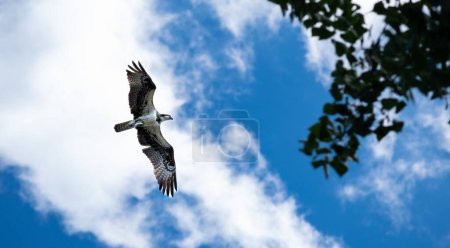 Photo for An osprey flying against a blue sky with clouds. - Royalty Free Image