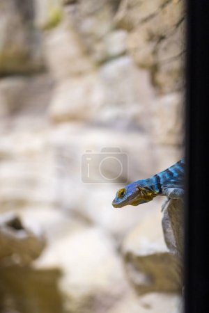 Photo for A selective focus of a Baja blue rock lizard on a stone in a zoo - Royalty Free Image
