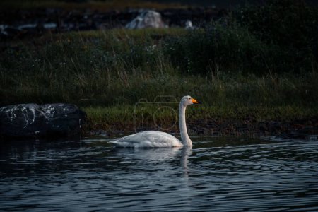 Téléchargez les photos : Un beau cygne blanc nageant paisiblement dans un lac bleu foncé dans le nord de la Norvège - en image libre de droit