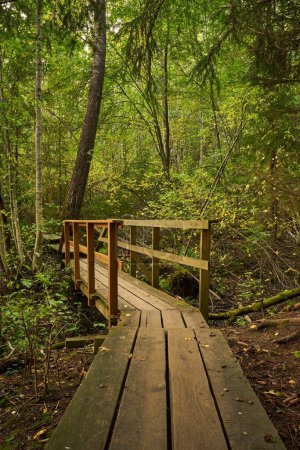 Foto de Un plano vertical de un sendero de madera en un bosque con altos pinos - Imagen libre de derechos