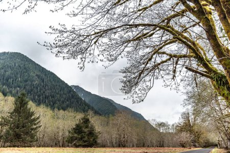 Foto de Una vista panorámica de la colina boscosa con árboles sin hojas de otoño bajo el cielo nublado - Imagen libre de derechos