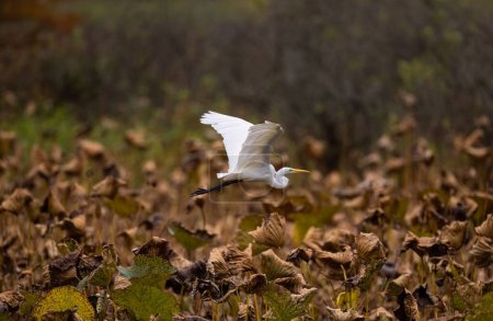 Téléchargez les photos : Une grande aigrette blanche volante d'un étang, au-dessus des plantes sèches - en image libre de droit