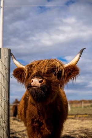 Foto de Un primer plano vertical de una vaca al lado de la valla en un fondo bokeh - Imagen libre de derechos