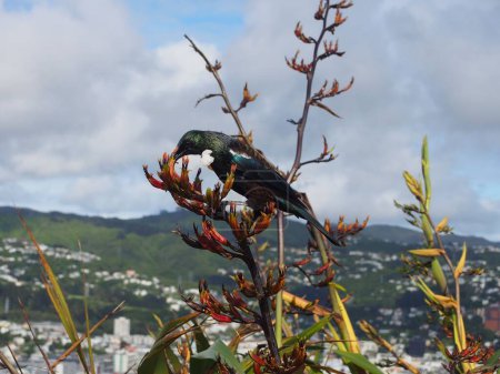 Photo for A closeup of a white and black Tui perching on a plant with townscape in the background - Royalty Free Image