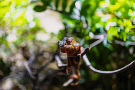 Foto de Un foco selectivo de un camaleón Pantera en una rama de árbol verde en un zoológico - Imagen libre de derechos