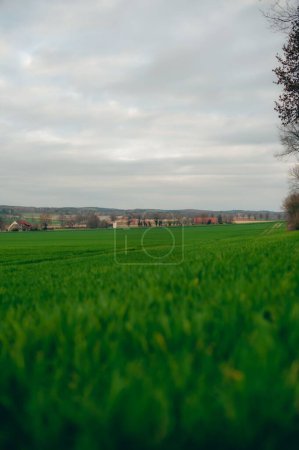 Téléchargez les photos : Un grand champ vert avec des maisons à l'horizon sous un ciel gris, parfait pour le papier peint - en image libre de droit